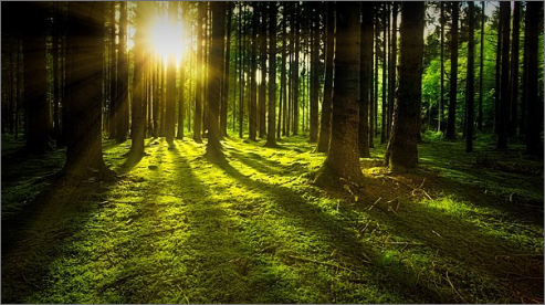 trees-3294681__340